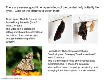 Painted Lady Butterflies in the Classroom