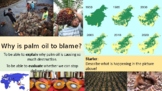Palm Oil and its problems - deforestation.