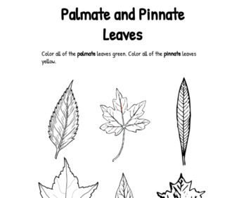 Preview of Palmate and Pinnate Leaves 