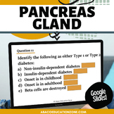 Pancreas Gland Digital and Print Endocrine System Activity