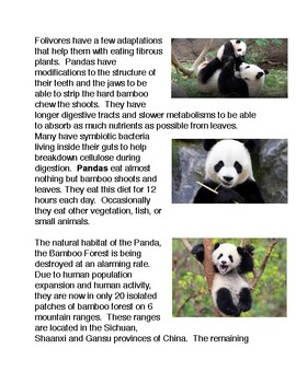 Panda Bears and Bamboo Forests by The Common Core and More