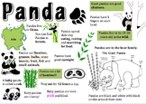 Panda Information Report Visual