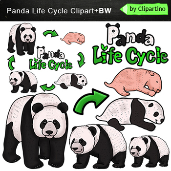Preview of Panda Life Cycle Clip Art /Bear Life Cycle Clip Art/ Commercial use
