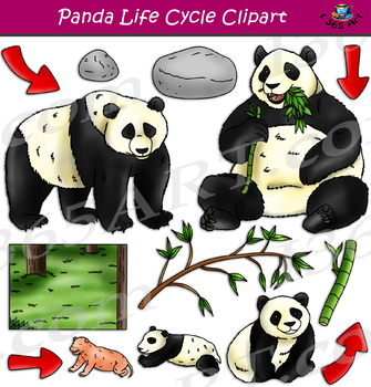 Panda Life Cycle Clipart By I 365 Art Clipart 4 School Tpt