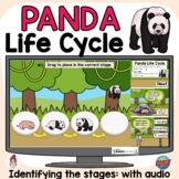 Panda Life Cycle | Mammal | Digital Boom Cards