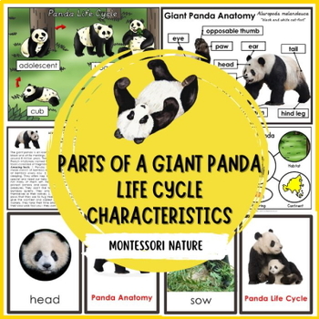 Preview of Giant Panda Life Cycle Parts of a Giant Panda Interesting Facts Montessori