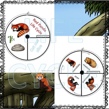 Red Panda Life Cycle Diagram
