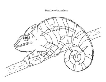 coloring pages on chameleons