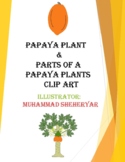 Papaya plant and Parts of a Papaya plant clipart For Perso