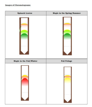 Paper Chromatography: The Art & Science of Color
