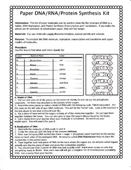 Preview of Paper DNA/RNA/Protein Synthesis Simulation Kit