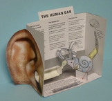 Paper Model of Ear