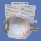 Paper Model of Eye