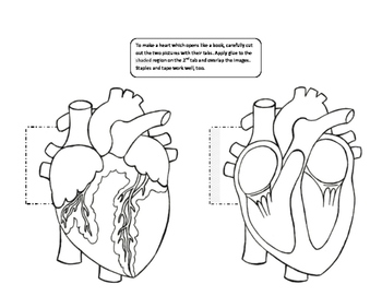External structure of heart diagram. External Structure Of ...