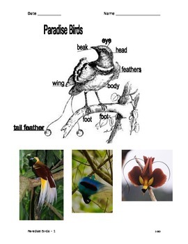 Preview of Paradise Birds - Illustrated Graphic Organizer