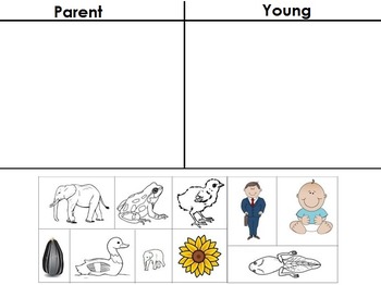 Preview of Parent / Young Picture Sort - Life Science