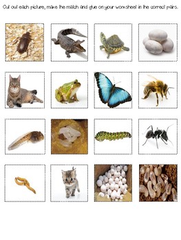 Parent and Offspring - Science Life Cycle Sort Animals and Insects