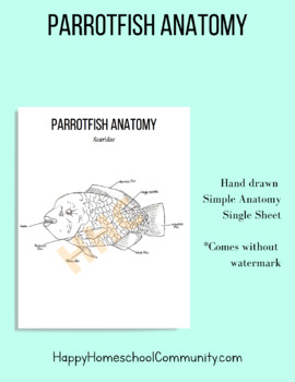 Preview of Parrotfish Anatomy Sheet for Marine Biology Science Coral Reef Great Barrier Ree