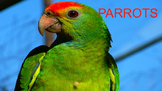 Parrots - Powerpoint