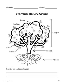 Preview of Partes de un Árbol - Fill in the blank