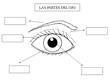 Preview of Partes del ojo