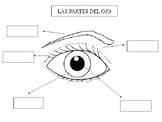 Partes del ojo