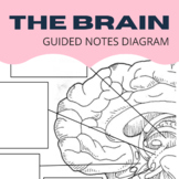 Parts & Function of the Brain - Guided Note Diagram