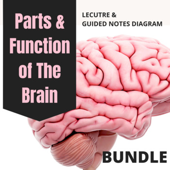 Preview of Parts & Functions of the Brain Bundle - Psychology
