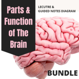 Parts & Functions of the Brain Bundle - Psychology