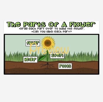Preview of Parts Of A Flower Interactive Google Slide