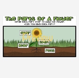 Parts Of A Flower Interactive Google Slide