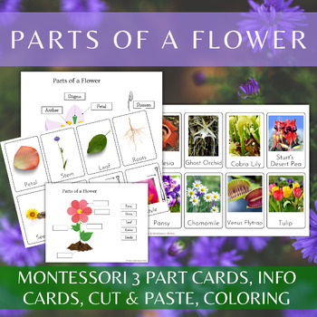 Preview of Parts Of A Flower/Montessori 3 Part Cards/Informational Text/Coloring Pages