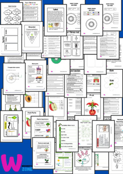 Parts Of A Flower worksheet Activity, Plants Interactive Notebook