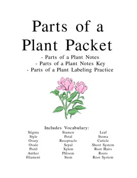 Preview of Parts of a Plant Packet