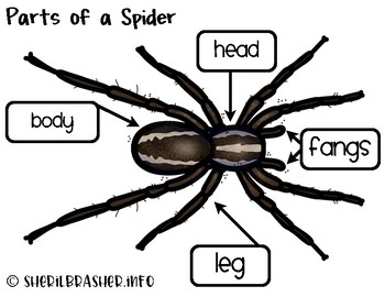 Parts Of A Spider For Kids