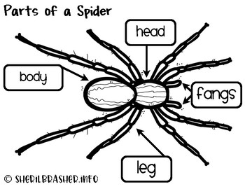 Parts Of A Spider For Kids