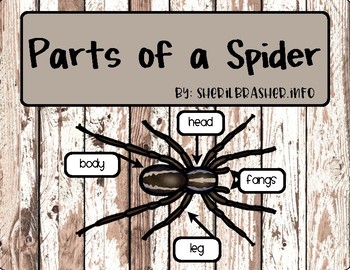 Preview of Parts Of A Spider | English |