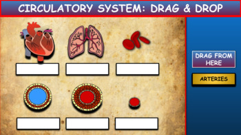 Preview of Parts Of The Circulatory System: Drag & Drop Worksheet: Google Slides.Powerpoint