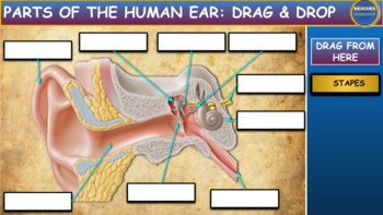 Preview of Parts Of The Human Ear: Drag & Drop Worksheet: Google Slides. Powerpoint