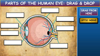Preview of Parts Of The Human Eye: Drag & Drop Worksheet: Google Slides. Powerpoint