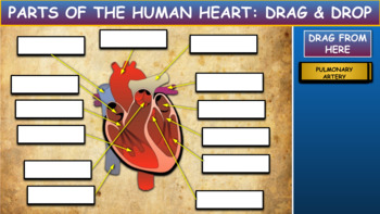 Preview of Parts Of The Human Heart: Drag & Drop Worksheet:Google Slides. Powerpoint