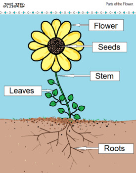 Preview of Parts Of the Flower Labeled
