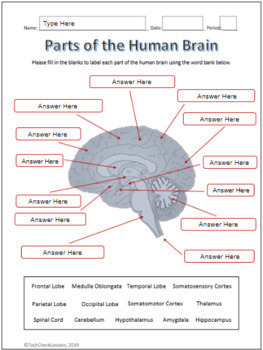 Look at the brain diagrams and check