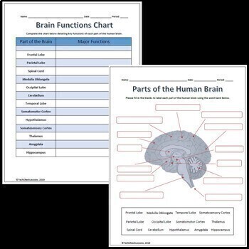 Preview of Parts and Functions of the Brain Labeling Worksheet for Google Slides