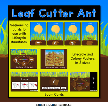 Preview of Parts and Lifecycle of the Ant | Montessori Cards and  Boom Cards™