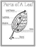 Parts of A Leaf Coloring Sheet