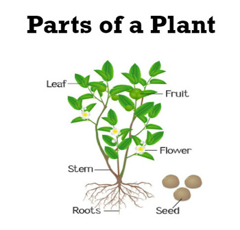 Parts of A Plant by Science So Simple | TPT