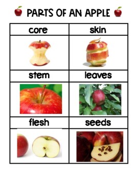 Preview of Parts of An Apple Picture Vocabulary Words