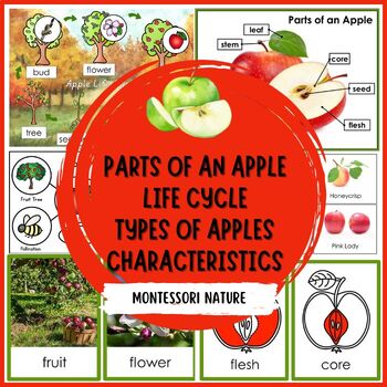 Preview of Parts of an Apple Life Cycle Types of Apples Montessori 3 Part Cards