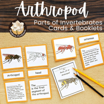 Preview of Parts of Arthropods Wasp Invertebrates Zoology Montessori Parts of Animals Cards